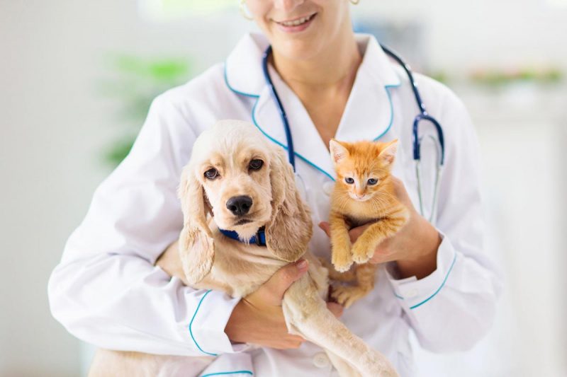 8 of The Best Veterinary Websites